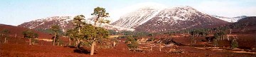 Cairngorms